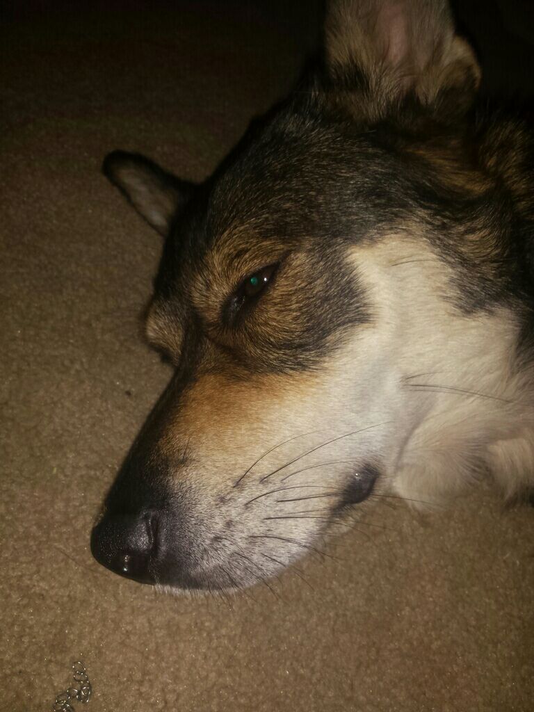*pushes* Take my doggo…. She tired(dancergirl5432)sleepy girl…this is the exact