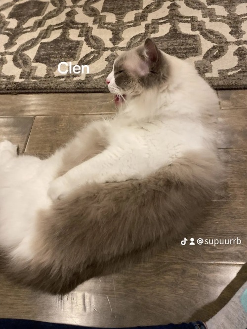 Important Photos Of Daffodil