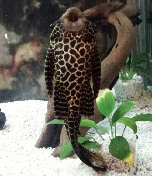 sailor-jennifer:Got rid of the old gross fake wood in the tank and replaced it with some real driftw