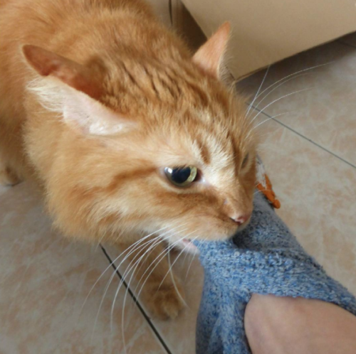 catsbeaversandducks: Lock Up Your Socks: Homer Is Here “Hi! My name is Homer, I have OCSD (Obsessive-Compulsive Sock Disorder) and I like it.” Photos by Homer Le Chat 