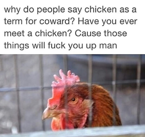 srsfunny:  Have You Met A Chicken?http://srsfunny.tumblr.com/  I worked at this chicken transpo place once…. 2 workers were killed in the last decade doing that job… by a chicken each time.  ONE chicken.   Not multiple…. Shoulda