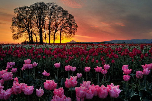 Porn Pics simplynorule:  Bright Pink Beautiful Tulips!