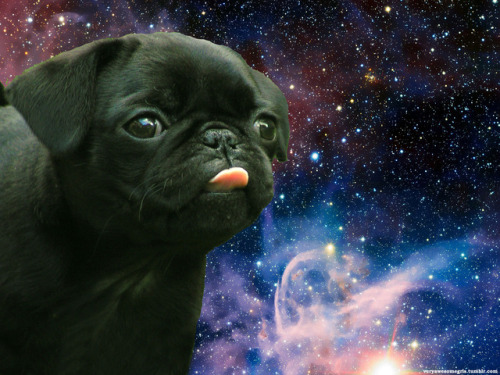 There’s nothing better than Puggos in space to celebrate National Puppy Day.