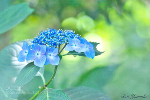 Rainy Season 3 - Hydrangea - by benymd0114