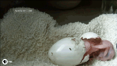 Geoffrey” a baby scarlet macaw hatches in an... - NATURE on PBS