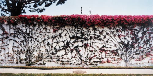 Wall with Bougainvillea, Los Feliz, CA from the Extreme Horticulture series, John Pfahl, 2000