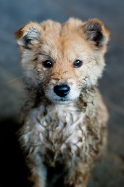 r2–d2:  Zhongliu dog (Guangxi) by