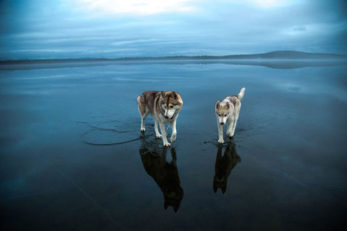 legendaryspacecreature:  the-lazykat:  escapekit:  Huskies on water Russian photographer Fox Grom on his recent walk with his dogs has captured a beautiful series of photos. He discovered a frozen lake covered with rainwater that created the illusion