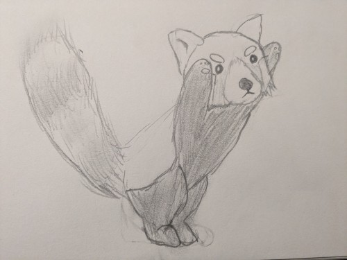 Happy International Red Panda Day!