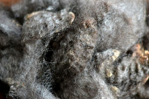 pyrrhouette mailed me a sample of this wensleydale fleece to fool around with and i am so amped! how