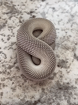 snakes gifs | WiffleGif