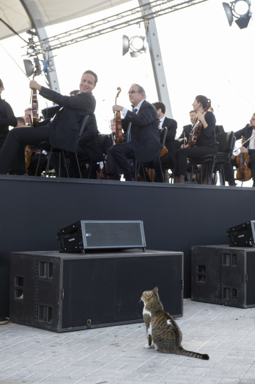 berlinphil:Die Katzen von Pafos haben ihren Chefkritiker geschickt. Unser Erster Solo-Bratscher 