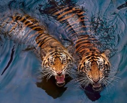 apophenic-ocelles: ladymdej:  These koi are really aggressive. But look at the markings!  Fun fact: These aren’t koi, they’re ordinary goldfish! A lot of people think that koi are just large outdoor goldfish, but they are actually separate species.