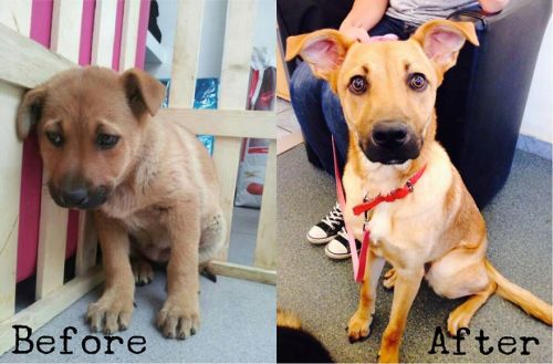 generally:  uoa:  mayahan:  Before & After Pics Show The Difference A Day Of Adoption Can Make To A Shelter Pet   im crying tears of jesus   cry.. ing… rn… 