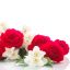 jasmine-rose2