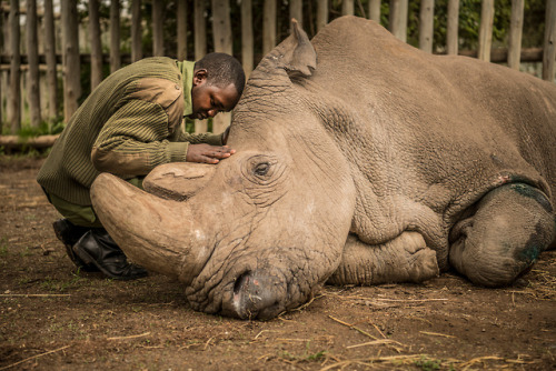 sixth-extinction: Ranger Joseph Wachira says goodbye to Sudan, the world’s last male Northern White Rhinoceros. Sudan was euthanized at the age of 45 after suffering from poor health for some time. His daughter Najin (b. 1989) and granddaughter Fatu