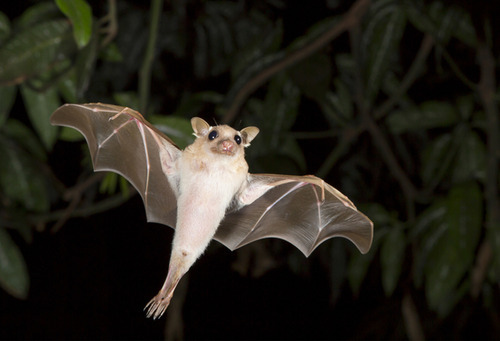 why are bats stigmatized as being creepy?