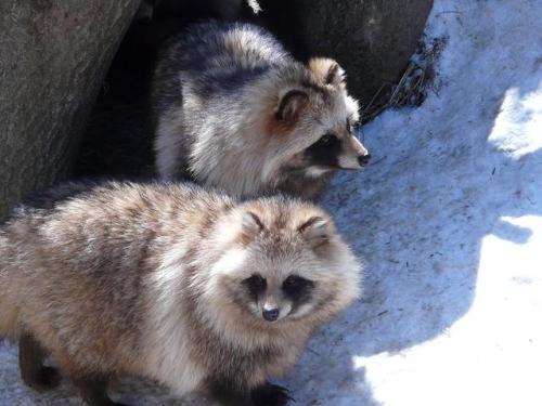 dailyraccoons:Welcome to the first ever Tanuki Tuesday!!