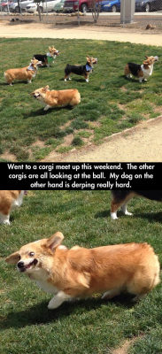 srsfunny:  Corgi Special Meet Up