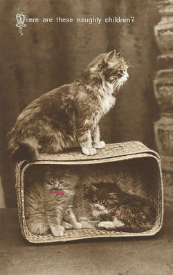 providencepubliclibrary:Happy Caturday! Photographer unknown, circa 1920. See all of our Saturday posts here.