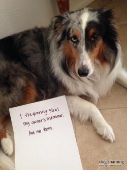 dogshaming:  Aussie, Aussie, Aussie, Oy Vey!