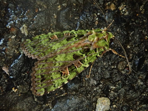 onenicebugperday:Mossy green arches, Anaplectoides virens, NoctuidaePhotographed in Japan by&nb