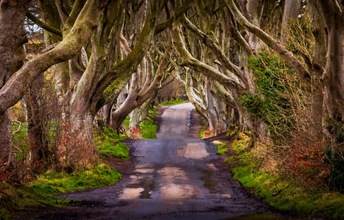 The Dark Hedges