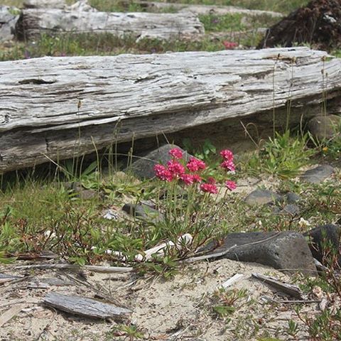 Finding wildflowers in the dunes . . . . #oregoncoast #oregonexplored #capemeares #pnw #oregon #wild