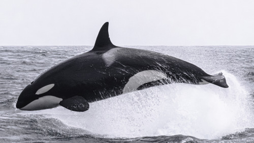 CA140B Louise sequence.An amazing killer whale, just like her own mother & grandmother.