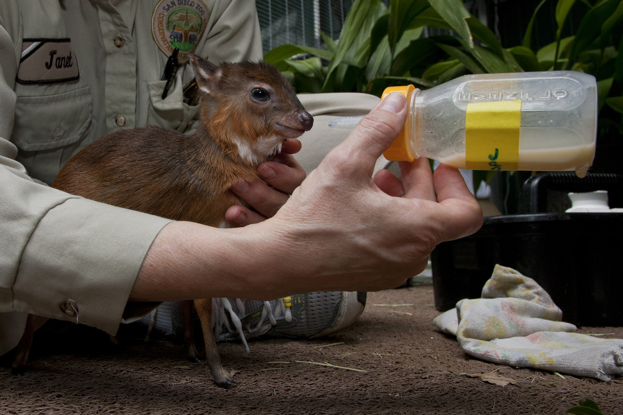 sdzoo:  Throwing it back to February 2011 when we hand raised a royal antelope (the