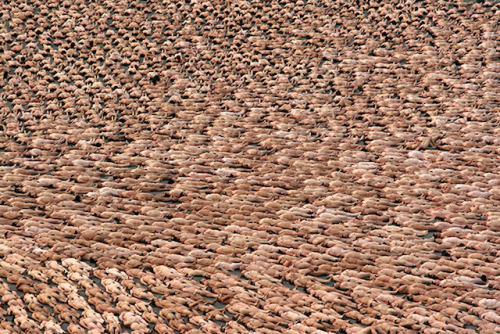 i-am-nude-by-nature:  Naked City, Spencer Tunick (series on Tumblr)
