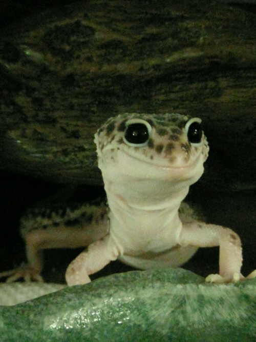 thevoicesarentallbad:Vettie just shed and she’s impatient for her dinner.