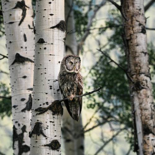 Spent a few minutes with a majestic Great Grey Owl this morning. What a gorgeous creature. #raptor #