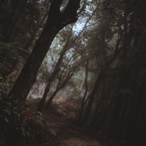 elenamorelli:  { the woods are lovely, dark and deep / but i have promises to keep / and miles to go before i sleep }-hasselblad 500c/m + fuji provia 400x- 