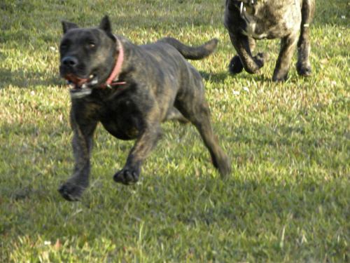 Impresa Kennels Presa Canario Breeders Miami, FL (786) 383-4DOG (4364) See more pics on Facebook Imp