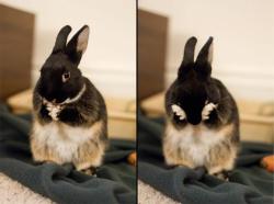 dailybunny:  Two Steps in the Bunny Face-Washing