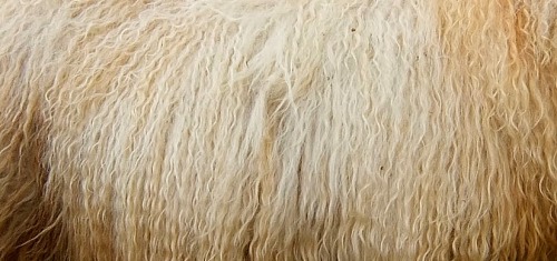 oakapples: Coats of some British and Icelandic sheep breeds: Greyface Dartmoor; Cheviot; Icelandic; 