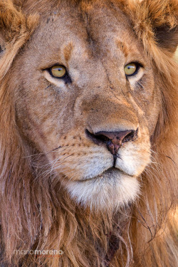 magicalnaturetour:  A Regal Portrait by Mario Moreno / 500px