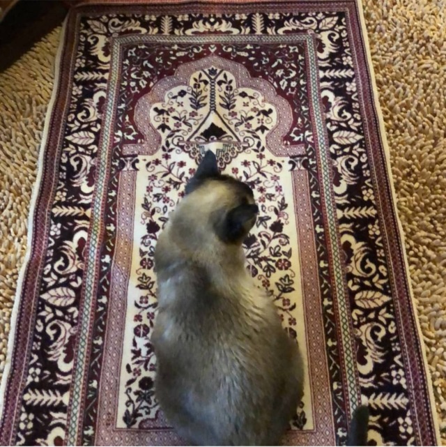 lovetalkmp3-deactivated20191030:        rb muslim cat for good luck 🥺 