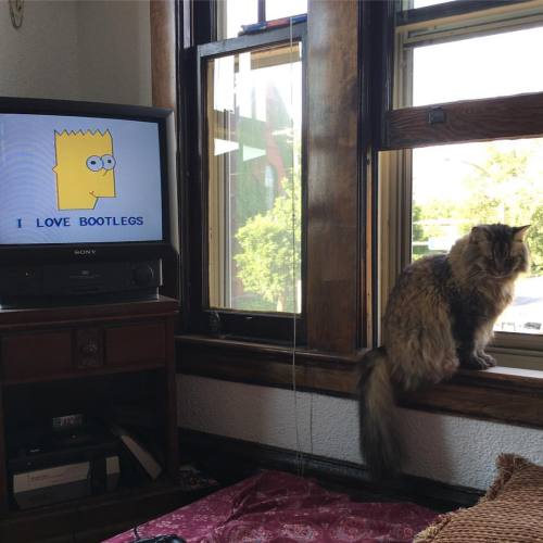 (Ʋ ͡° ᴥ ͡°)