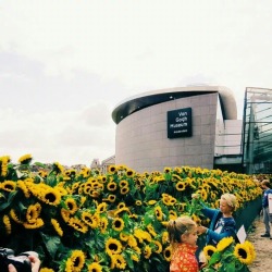 weekdaywicked:  Van Gogh museum in Amsterdam, surrounded by 125k sunflowers. You’re allowed to take home as many as you want. 