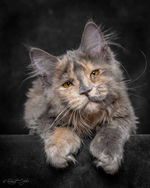 boredpanda: Mythical Beasts: Photographer Captures The Majestic Beauty Of Maine Coons