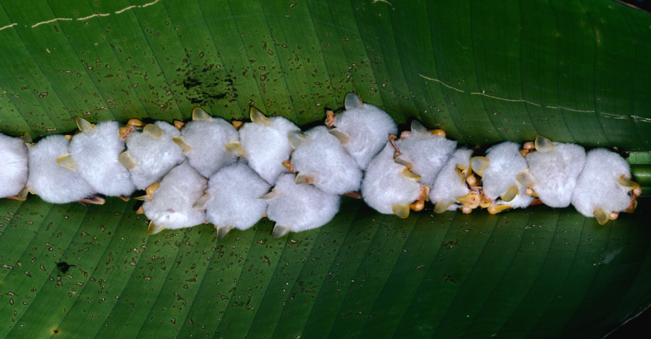 nubbsgalore:
“ honduran white tent bats roosting under a heliconia leaf, which they sever down the length of its midrib to create a ‘tent’ that provides a waterproof shelter and protection from potential predators.
”