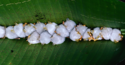 michellewebb:  nicotine-and-m16s:  nubbsgalore:  honduran white tent bats roosting under a heliconia leaf, which they sever down the length of its midrib to create a ‘tent’ that provides a waterproof shelter and protection from potential predators. 