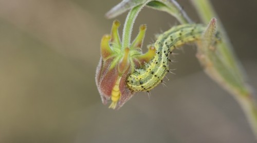 This Plant Is An Insect Cemetery The serpentine columbine, Aquilegia eximia, attracts and then 