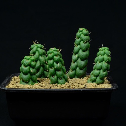 Eulychnia castanea f. ‘Spiralis’ #cactus #サボテン #succulentswww.instagram.com/p/Br