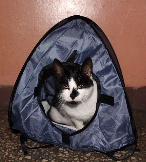 rough-tweed-action: I feed a black kitten. Last weekend, he bought a friend with him. This sweet bla
