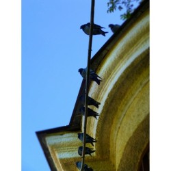 Oktyabrskaya #Railway 🚂 🚉   #Trainstation #Gatchina #Russia #travel  #Pigeons #relax 🐦 😎   http://en.wikipedia.org/wiki/Gatchina  ________________________ One sunny 🔆 day. August 13, 2012 ________________________  #turism #vacation #spb