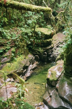 matchbox-mouse:  River in the woods. On a hike in Cypress Falls, British Columbia 