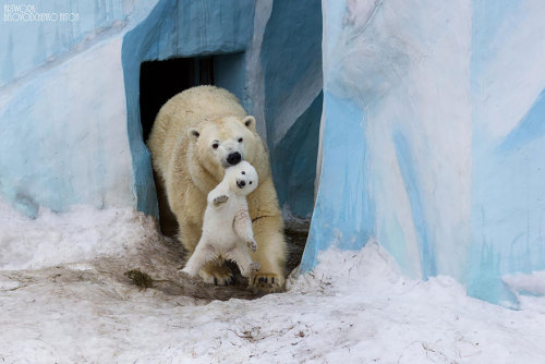 angelclark:  Big Bears Teaching Their Teddies How To Bear  Momma bears are a fairly devoted bunch, and because bears are so incredibly cute, the moments they enjoy in the spring when raising their young cubs can be truly precious. That’s why we collected